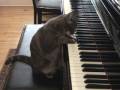 Animale - Nora, pisica talentata