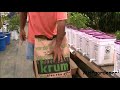 Dutch Bucket Hydroponics - How It Works & How to Make Your Own Buckets