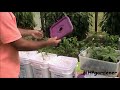 Dutch Bucket Hydroponics - How It Works & How to Make Your Own Buckets