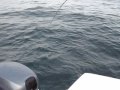 Spring Salmon Double Header, Swiftsure Bank