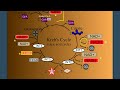 Cellular Respiration Part 2: The Kreb's Cycle