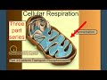 Cellular Respiration Part 2: The Kreb's Cycle
