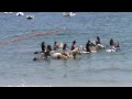 bathe with horses at Caramontino (Corsica/France)