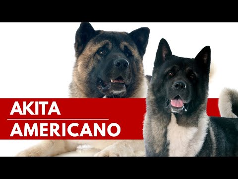 el perro akita japones es una raza peligrosa