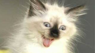Very Funny Cats 80 yourfriendy 339,522 views 2 years ago Yay it is caturday!
