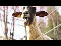 Funny Goats Screaming like Humans