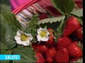 Frutta di stagione: le fragole Frutta di stagione: le fragole