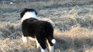 how big do border collie and great pyernes pups get