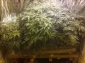 White Widow and Jack Herer cannabis small closet grow week 0-8.wmv