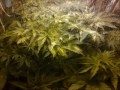 White Widow and Jack Herer cannabis small closet grow week 0-8.wmv