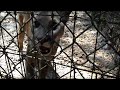 TallahasseeGrapevine.com Visits Tallahassee Museum to Meet New Male Panther