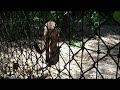 TallahasseeGrapevine.com Visits Tallahassee Museum to Meet New Male Panther