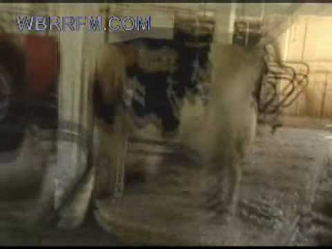 Pictures Of Cows Giving Birth. Cow Giving Birth - Graphic