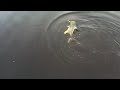 20+ pound Jack crevalle on light tackle