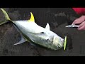 20+ pound Jack crevalle on light tackle
