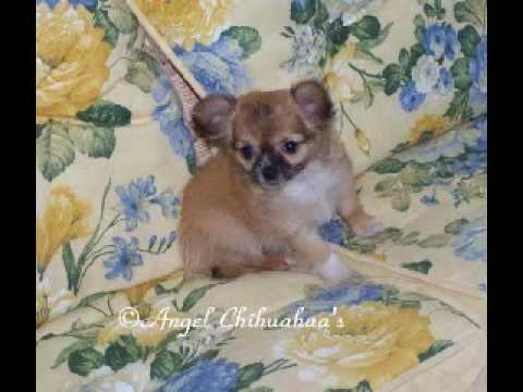 teacup chihuahua puppies pictures. Teacup Chihuahua Puppies For