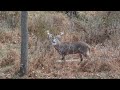 Dancing in the Meadows ~ Jason Ward New Age Music Video Traditional Time Celtic Folk Dance 720p HD