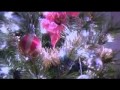 Ange Thirumurivukalil Male Album Kurisumay koode varan Christian Song