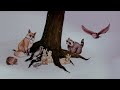 The Story of Pines from Alison Sudol | Participant Media | TakePart TV