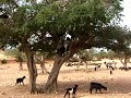 16 Goats In A Tree