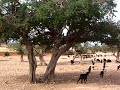 16 Goats In A Tree