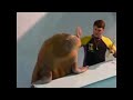 Epic Sax Walrus