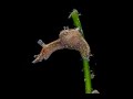 Video of Aplysia nigrocincta