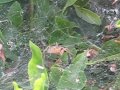 Funnel web spider vs earwig