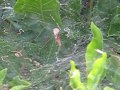 Funnel web spider vs earwig