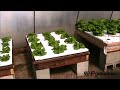 Hydroponic Lettuce Experiment - Comparing Water Soluble Fertilizers