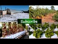 Hydroponic Lettuce Experiment - Comparing Water Soluble Fertilizers