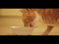 Ginger Cat vs The Paper Army