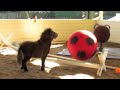 Mini Horse Foal Plays with a Giant Ball.m4v