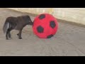 Mini Horse Foal Plays with a Giant Ball.m4v