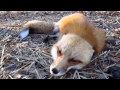 What Does the Fox Say in the Morning?