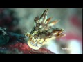 Video of nudibranch