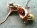 A Huge Centipede Fighting A Snake