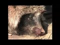 China Fur Trade Exposed in 60 Seconds