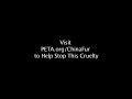 China Fur Trade Exposed in 60 Seconds
