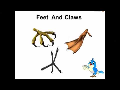 Class IV Science Lesson- 5, Birds – Beaks and claws