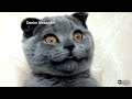 Кошка Ксения покорила Интернет