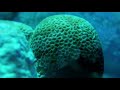 Video of Coral Reef