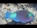 Fantazia Resort Marsa Alam Egypt