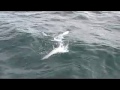 Sharking - June 26, 2008