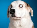 Iranian Cleric: 60% Of U.S. Women Want Dog Sex