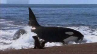Killer Whale Eats Man Fake Video