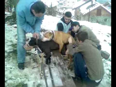 Viendo el video "Konj I Kobila Parenje" MP3 Gratis