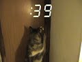 Husky Dog Opens Door with his mouth