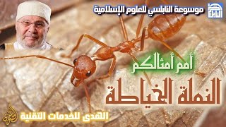 الروائع العلمية : الرائعة 060 - أمم أمثالكم- النملة الخياطة