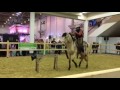 Equitana 2017 mit dem Ranch Roping Team